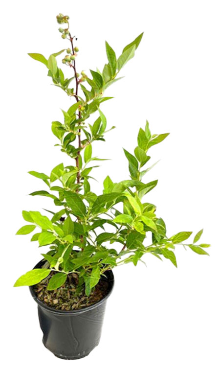 Blueberry Plants