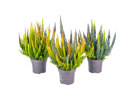 Skyline Trio or Wildberry Combo