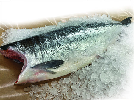 Whole BC sockeye salmon, heads off