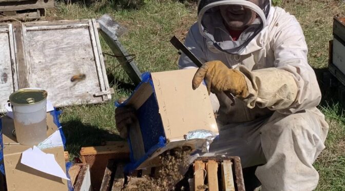 Hardie Honey