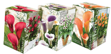 Calla Lily Kits